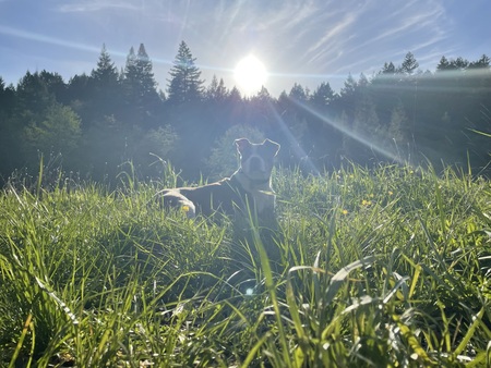 Entry image for Amira. Clicking this image will show a larger photo