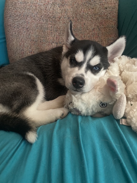 Entry image for Kiri . Clicking this image will show a larger photo