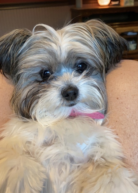 Entry image for Zoey . Clicking this image will show a larger photo