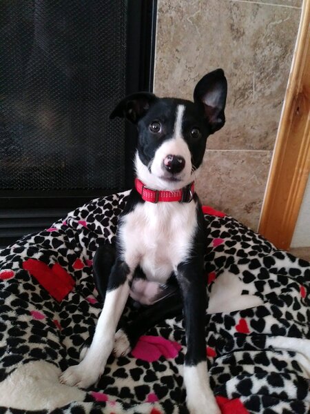 Entry image for Phoenix . Clicking this image will show a larger photo