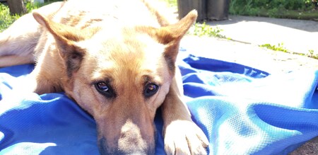 Entry image for Maya. Clicking this image will show a larger photo