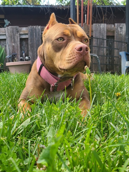 Entry image for Rosie posie. Clicking this image will show a larger photo