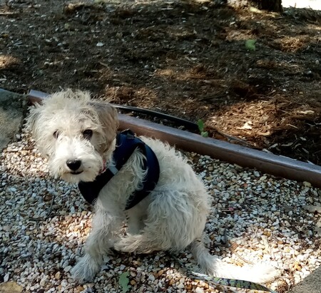 Entry image for Mitzi Mae (formerly Cece). Clicking this image will show a larger photo