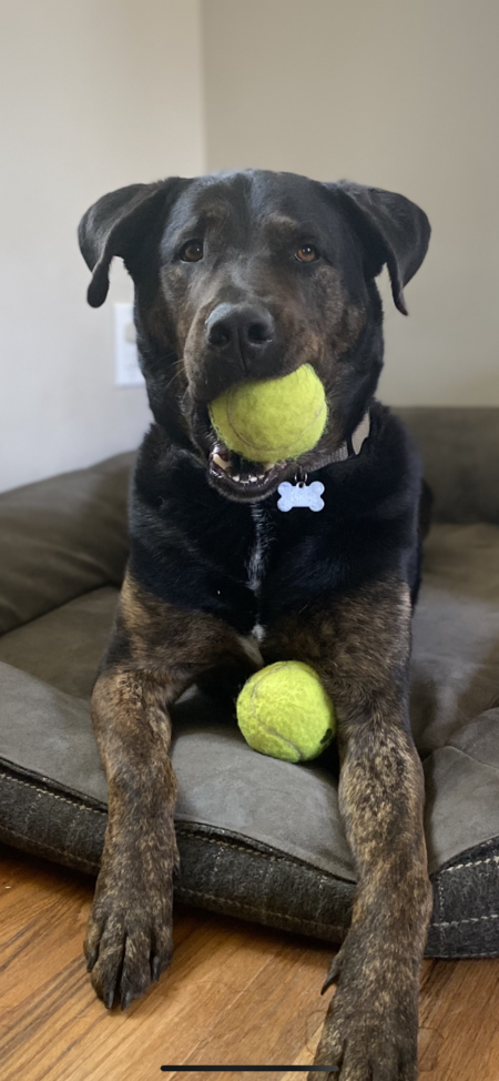 Entry image for Nacho. Clicking this image will show a larger photo