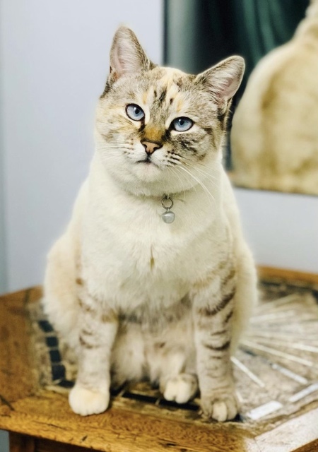 Entry image for Sassy. Clicking this image will show a larger photo