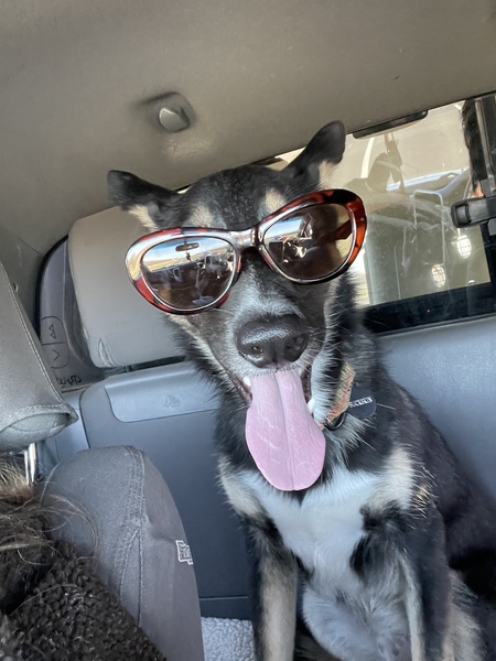 Entry image for Bucky . Clicking this image will show a larger photo