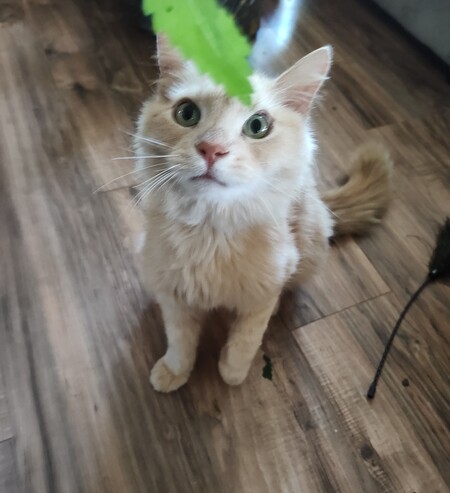 Entry image for Snowball . Clicking this image will show a larger photo