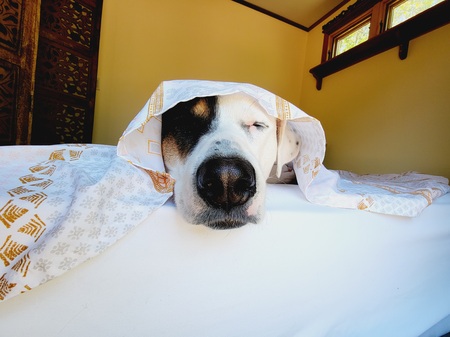 Entry image for JuneBug. Clicking this image will show a larger photo