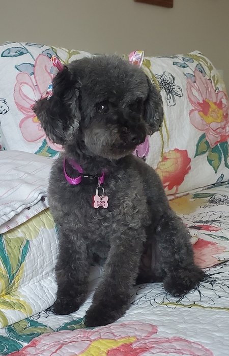 Entry image for Lacey. Clicking this image will show a larger photo