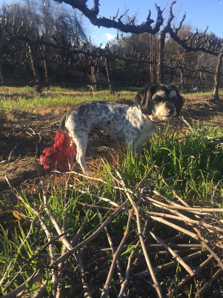 Entry image for Chiquis . Clicking this image will show a larger photo