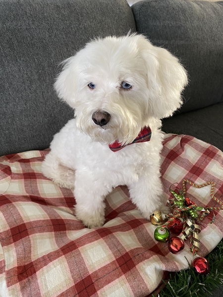 Entry image for Frankie. Clicking this image will show a larger photo