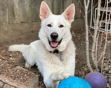 Entry image for Finn. Clicking this image will show a larger photo