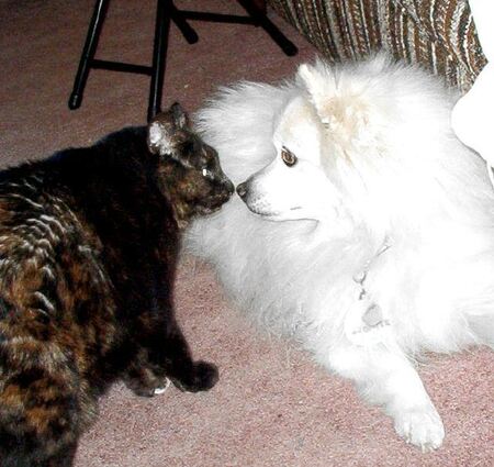 Entry image for Cheemo and Nikki. Clicking this image will show a larger photo