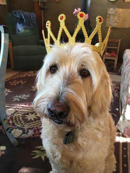 Entry image for Chipper. Clicking this image will show a larger photo