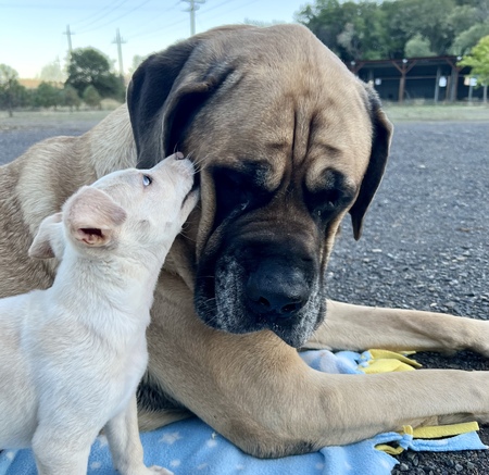 Entry image for La Roux. Clicking this image will show a larger photo