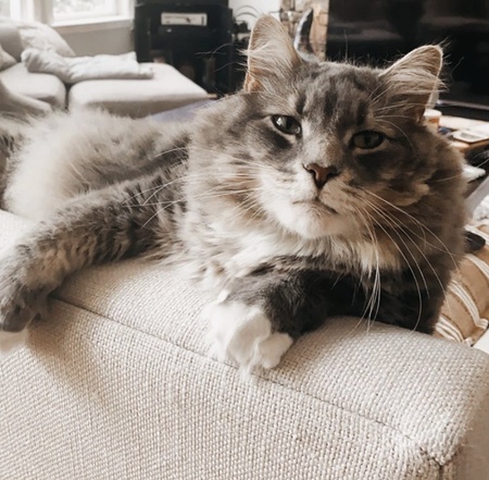 Bohdi 