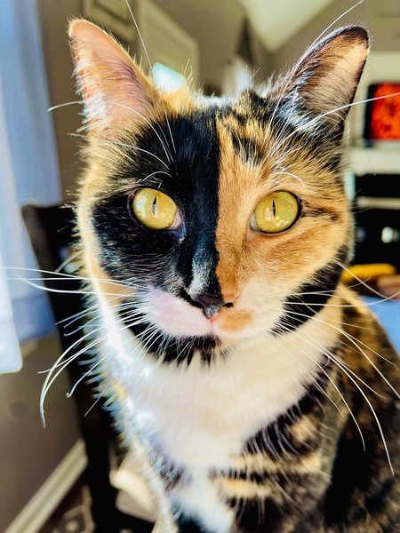 Pumpkin 