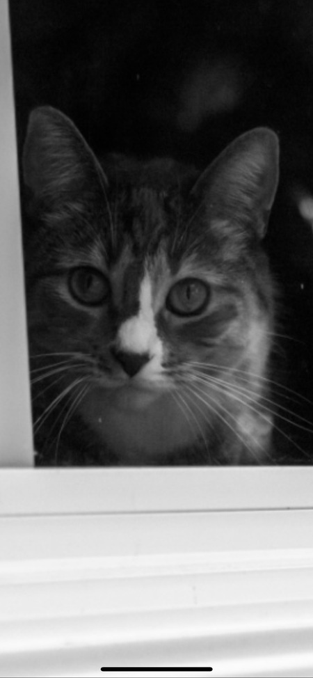 Baby Kitty