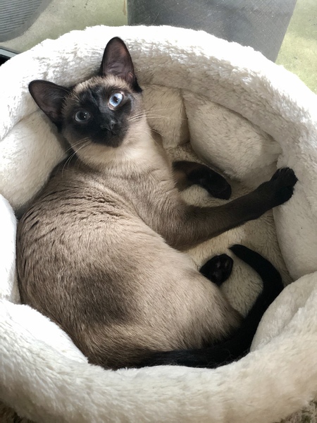 Izzie Lu