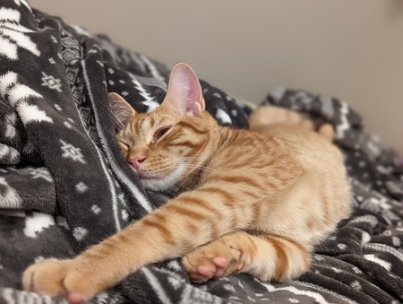 Milo