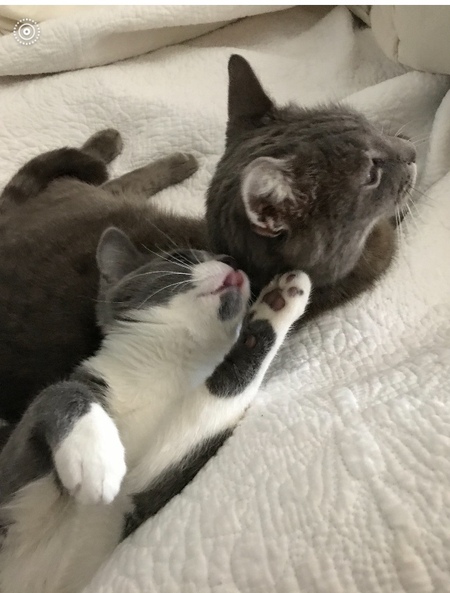 Pickles and Beemer
