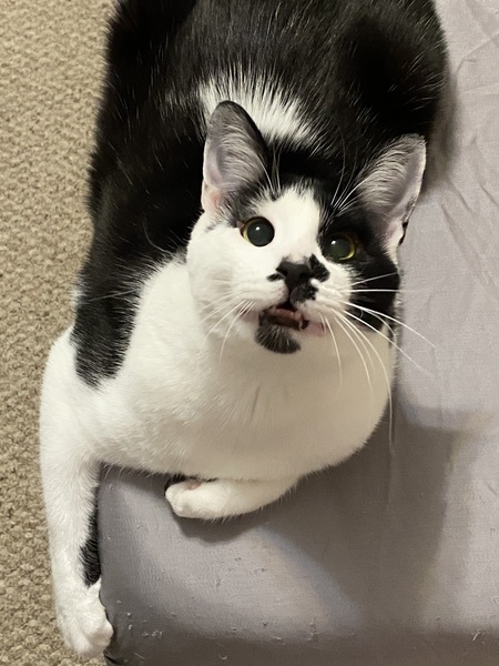 Kota
