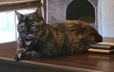 Nova