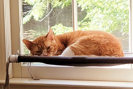 Phoebe