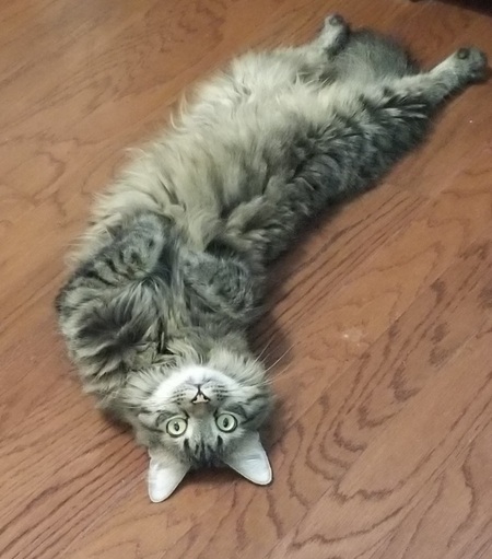 Clyde