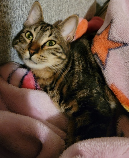 Loki
