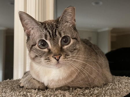Bella