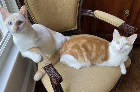 Omar and Pirate