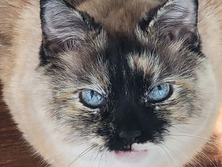 Pepper