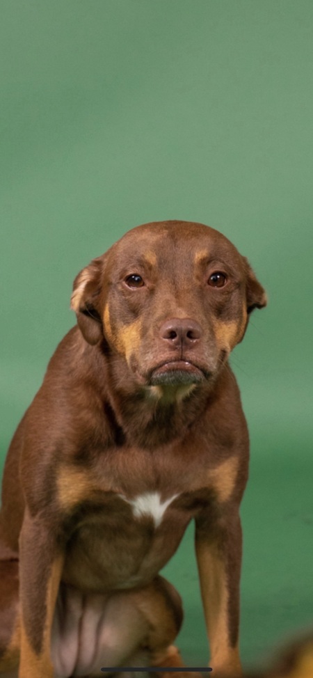 Kona