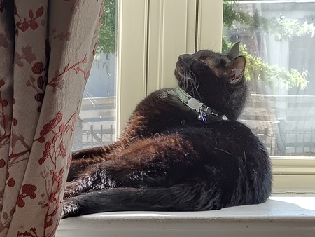 Angel 