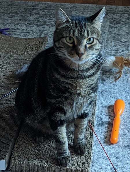 Paco (nee Pounce)