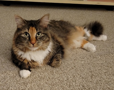 Amelia