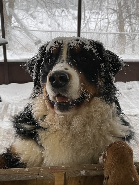 Angus