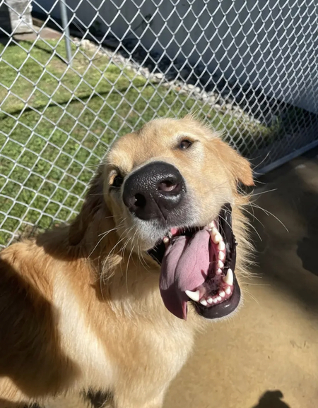 Beau 