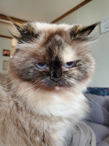 Lady