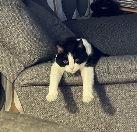 Mike (aka Oreo)