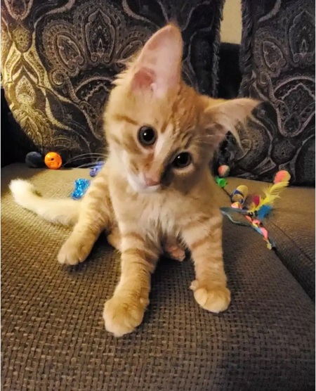 Chester 