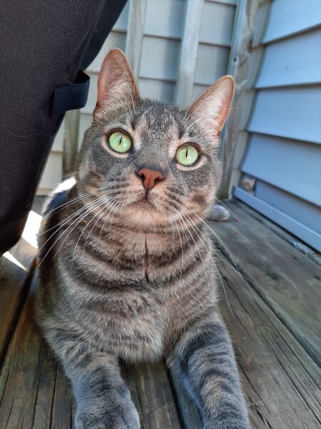 Bandit