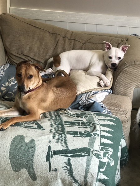 Copper Roo and Slim Shady