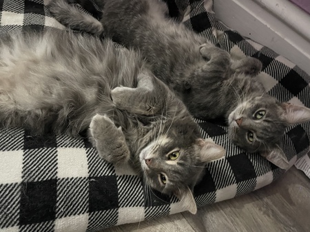 Anakin & Berru