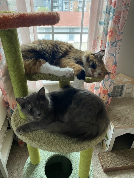Sushi and Georgie
