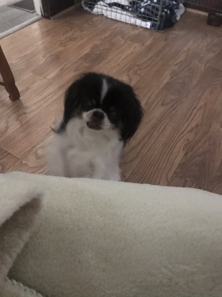 Buddy