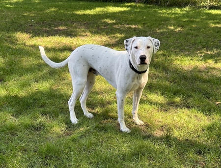 Dylan