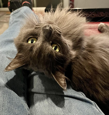 Oscar
