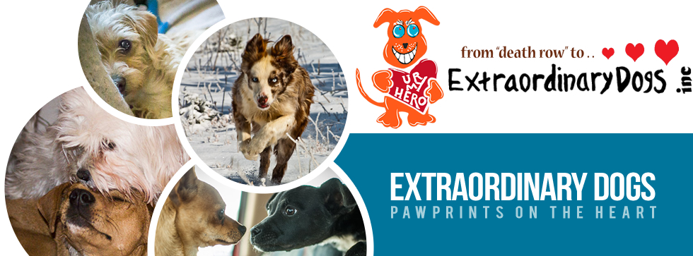 Banner for Pawprints on the Heart